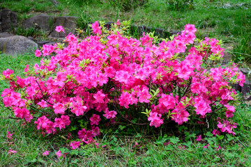 Bush of delicate pink magenta flowers of azalea or Rhododendron plant in a sunny spring Japanese garden, beautiful outdoor floral background.