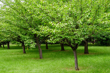 Fototapeta na wymiar Minimalist monochrome landscape with large green cherry trees in an orchard in a a sunny summer day.