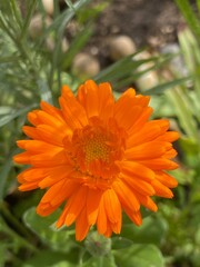 orange gerbera flower