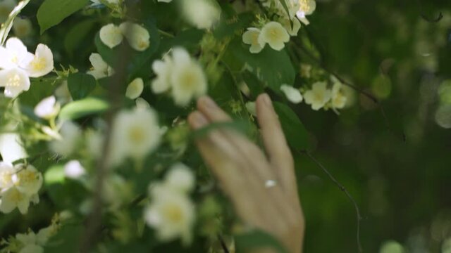 Girl touching her hand on the flowers of jasmine on a tree