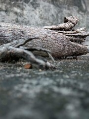 old stump in the forest