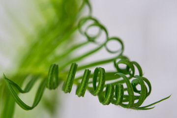 Green spiral leaves. Macro photo. Young leaves of a tropical plant. Young branch of a palm tree. Green leaves of needles. Green spiral leaves texture. Herbal abstraction. White background. Bokeh