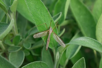 Crane Fly