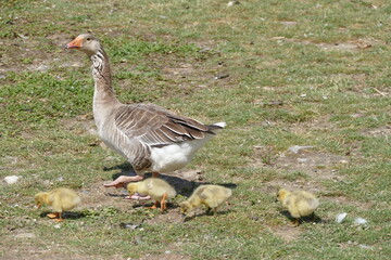 Szara gęś z młodymi © Tadeusz