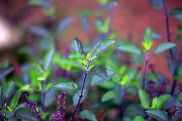 Kerala Plant full hd Images