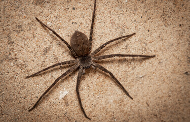 Close up huntsman spider. Macro shot spider.