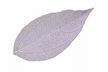 Beautiful colored transparent leaf skeletons 