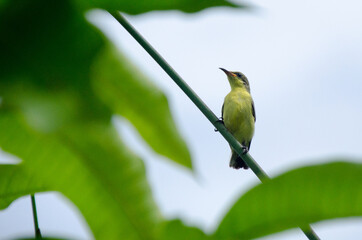 The variable sunbird (or yellow-bellied sunbird), Cinnyris venustus