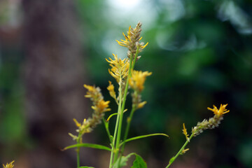 Obraz premium Kerala Flowers Full Hd Images