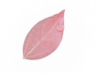 Beautiful colored transparent leaf skeletons 