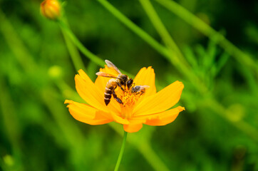 Blooming yellow Mexican Aster with honey bee bokeh background in the morning sunrise.