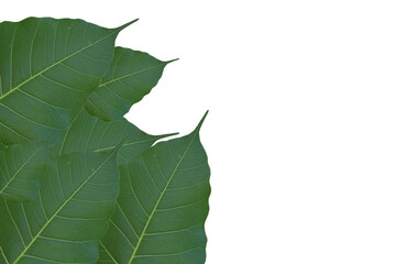 Obraz premium Bodhi leaves that are beautiful and fresh with a clean white background.