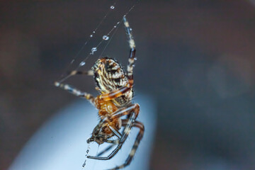 Arachnophobia fear of spider bite concept. Macro close up spider on cobweb spider web on blurred blue background. Life of insects. Horror scary frightening banner for halloween.