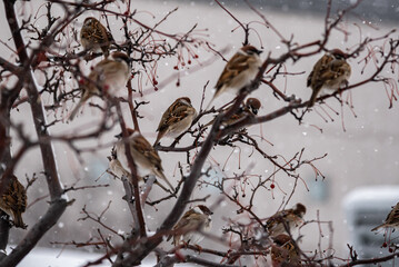 Sparrow bird sitting on the branch in the winter with snowfall.
