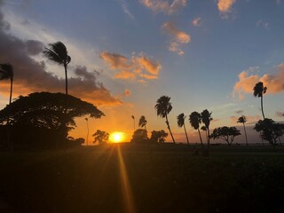 Sunset and Palm Trees
