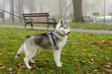 Black and white Siberian Husky dog standing on green grass with lot of spring leafs