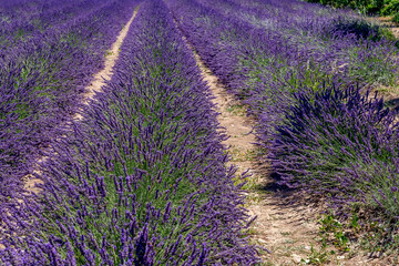 Obraz na płótnie Canvas Beautiful lavender field in the Tuscan countryside near the village of Santa Luce, Italy