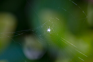 A pretty spider web on blur green background