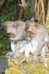 monkey couple 2