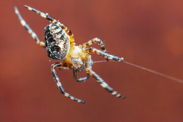 Arachnophobia fear of spider bite concept. Macro close up spider on cobweb spider web on blurred brown background. Life of insects. Horror scary frightening banner for halloween.