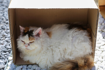 Selkirk Rex cat relaxing in cardboard box