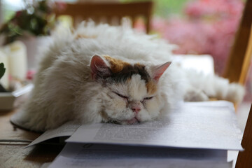 Cat asleep on work papers, symbol for studying hard