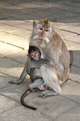 monkey family