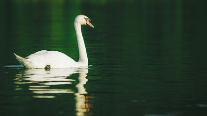 A white swan swimming on a lake with dark green water with reflection in the water.