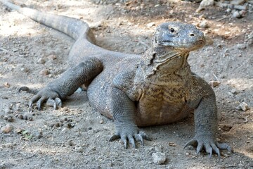 Komodo Dragon 6