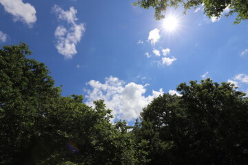 Obraz premium Real amazing beautiful blue sky above a forest edge.