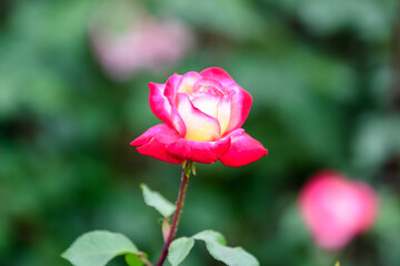 Close up of one large delicate pink and yellow rose in full bloom and green leaves in a garden in a sunny summer day, beautiful outdoor floral background photographed with soft focus.