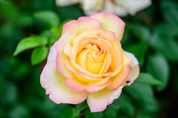 Large green bush with one fresh vivid yellow rose in full bloom and green leaves in a garden in a sunny summer day, beautiful outdoor floral background photographed with soft focus.