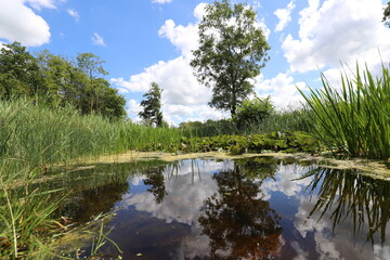 Beautiful view over Dutch water landscape during the summer with a beautiful blue sky and white clouds.