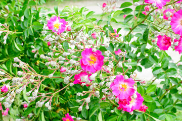 Bush with many delicate vivid pink magenta rose in full bloom and green leaves in a garden in a sunny summer day, beautiful outdoor floral background photographed with soft focus.