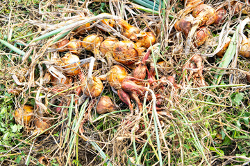 yellow onions and shallots drying in the summer sun in a permaculture garden