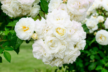 Bush with many delicate white roses in full bloom and green leaves in a garden in a sunny summer day, beautiful outdoor floral background photographed with soft focus.