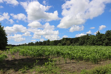 Beautiful blue cloudy sky above a cornfield with young plants, enclosed by a forest edge. Photo was taken on a sunny summer day.