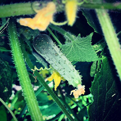 cucumber in the water
