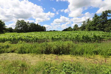 Beautiful blue cloudy sky above a cornfield with young plants, enclosed by a forest edge. Photo was taken on a sunny summer day.