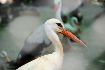 storks in the aviary close up selective focus