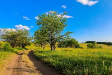 Fototapeta na wymiar beautiful summer landscape with field and blue sky