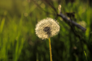 Beautiful dandelion flower with seeds on natural blurred background. Floral concept with place for text.