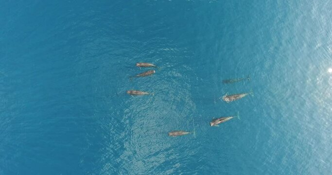 Pilot Whale Maldives Logging and Blowing 