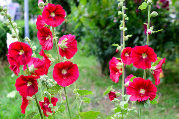 Many delicate vivid red flowers of Althaea officinalis plant, commonly known as marsh-mallow in a British cottage style garden in a sunny summer day, beautiful outdoor floral background.