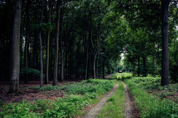 path in the woods