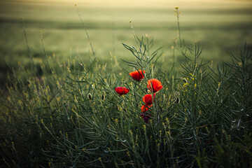 poppy in the field