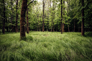 trees in the forest