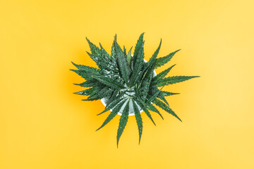 Fototapeta na wymiar Cannabis leaves on a yellow background. Beautiful background with fresh grass.