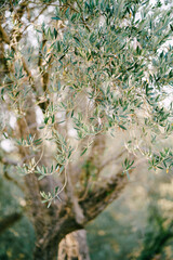 Leaves on branches of olive tree, on a blurred background.