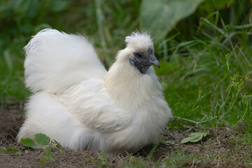 Pet silkie chicken sits in self-made dust bath